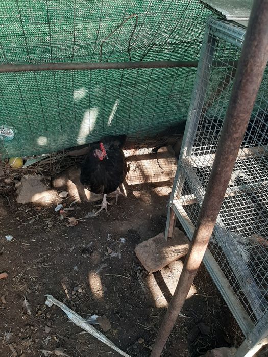 Продавам кокошки