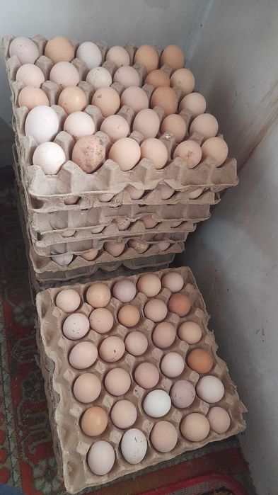 QORA tovuq TUXUMLARI sotiladi