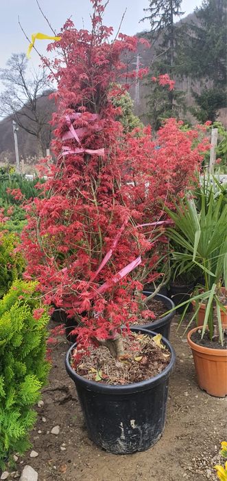 Arțar japonez roșu premium – plante ornamentale pentru grădina ta