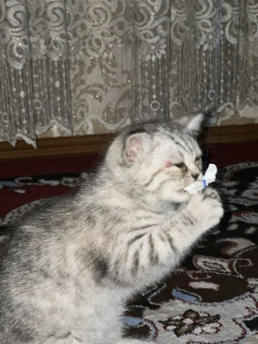 Mushukchalar, zotdor mushuk, mushuk bolachalari