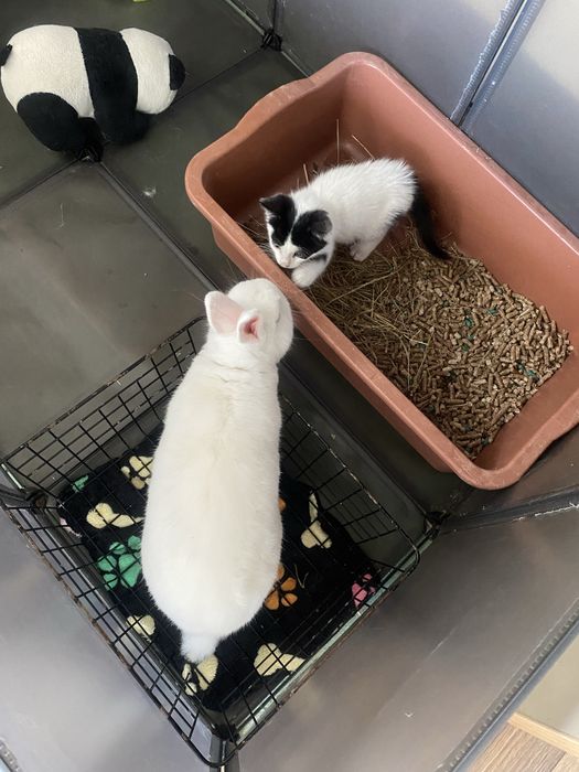 Подарявам котенце