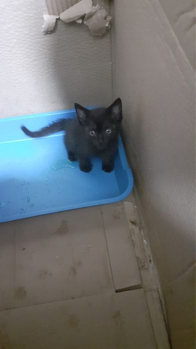 отдам котят Бесплатно