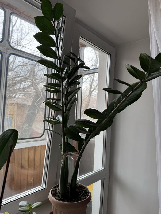 Замиокулькас (Долларовое дерево)