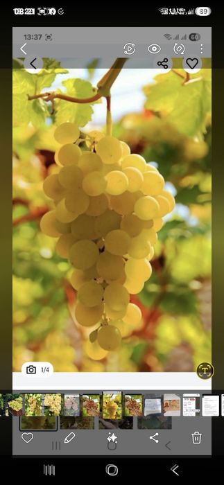 Vând struguri de vin