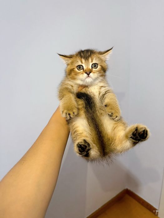 Золотая шиншилла