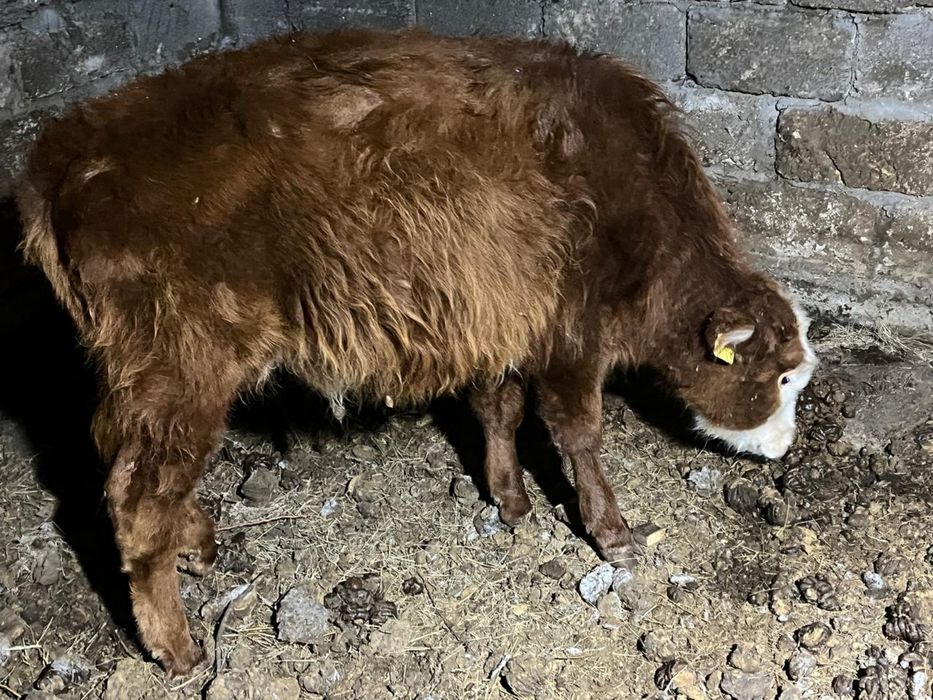 Еки еркек баспак сатылады