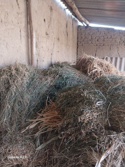 Беда боги 15 мингдан