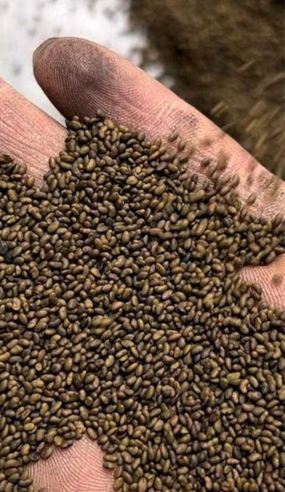 Семена люцерны 98% всхожести сорт Семиречье