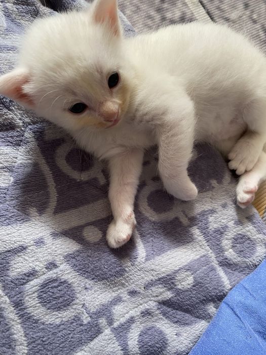 котенок бесплатно