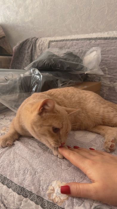 Отдам котёнка в добрые руки