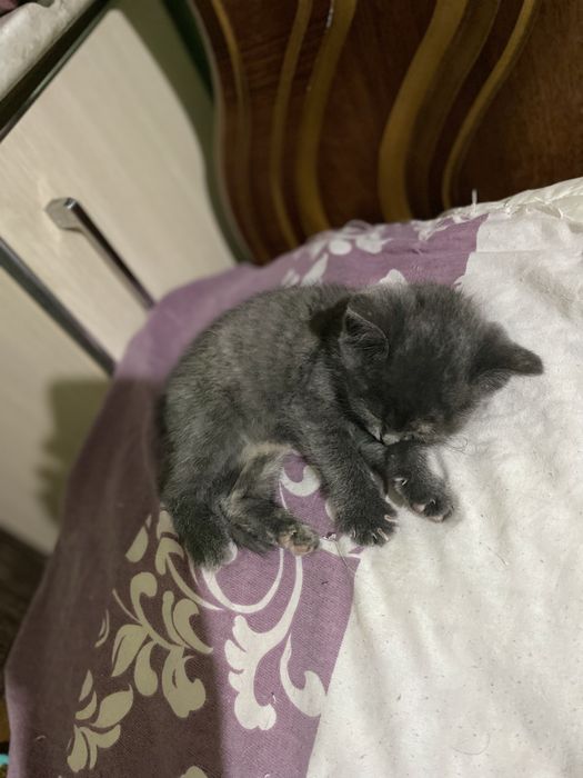 Британская короткошерстная кошка