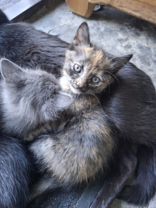 Отдам котят в добрые руки