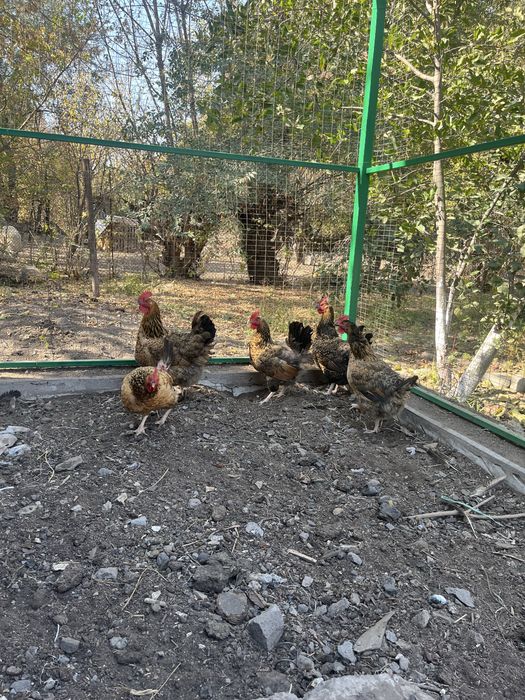 Продам Кучинских кур