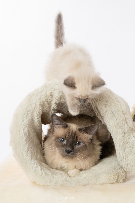 Бутикови котенца /Бирманска свещена котка