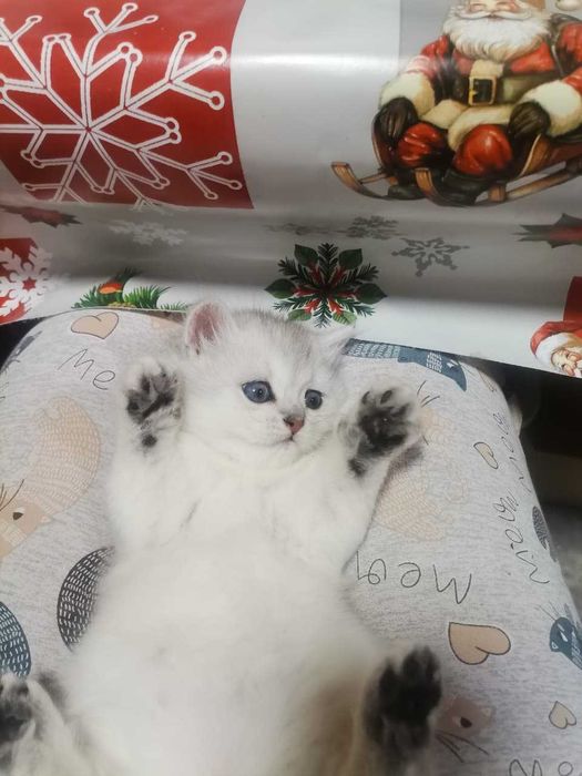 Продам котят Скотиш Страйт