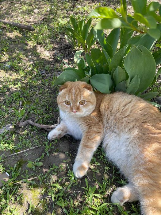 Продаю кота кот хороший