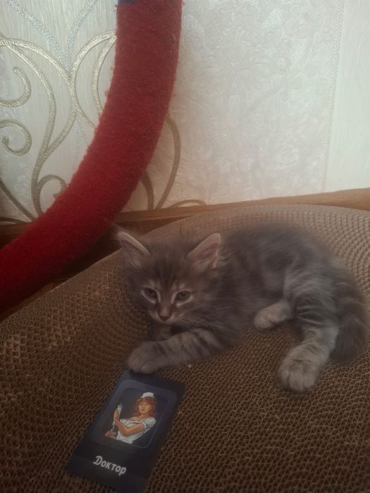 Отдвем котят в добрые руки