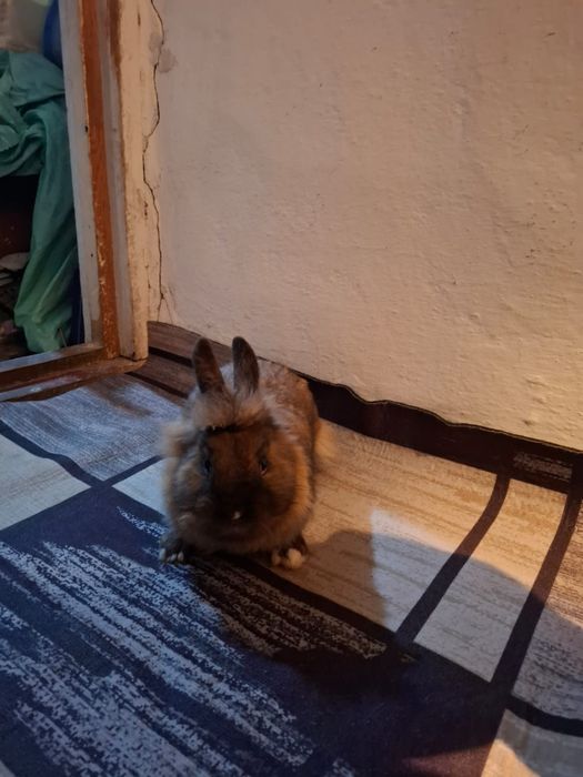 Продам декоративного кролика возможно доставка