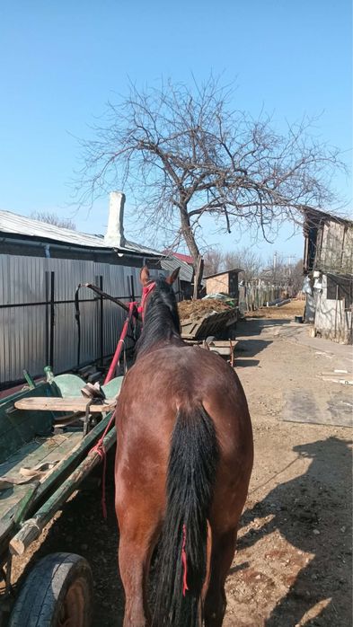 Iapa , Noatina - linie deosebita , viitor excelent .