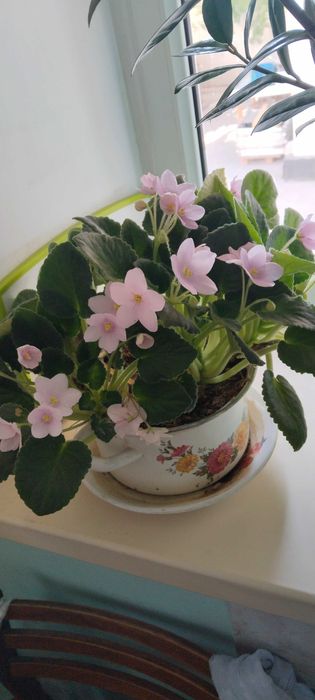 Цветы комнотные продам.