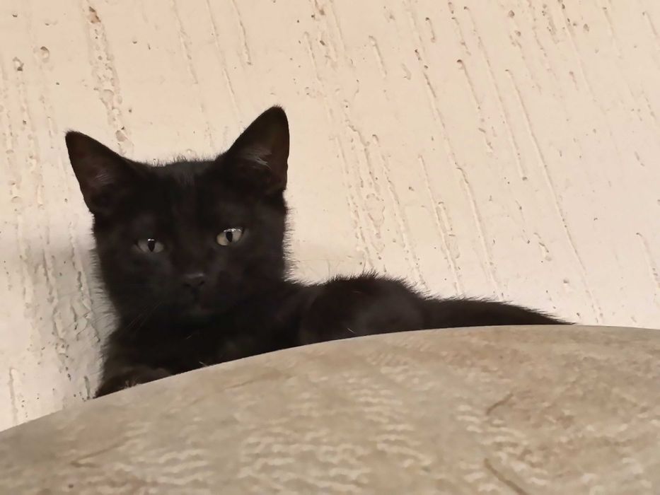 Одам котят в хорошие руки