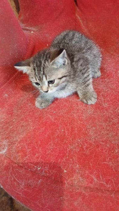 Котята домашние.