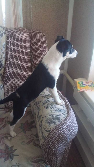 Ищем дом  трёхмесячной малышке !