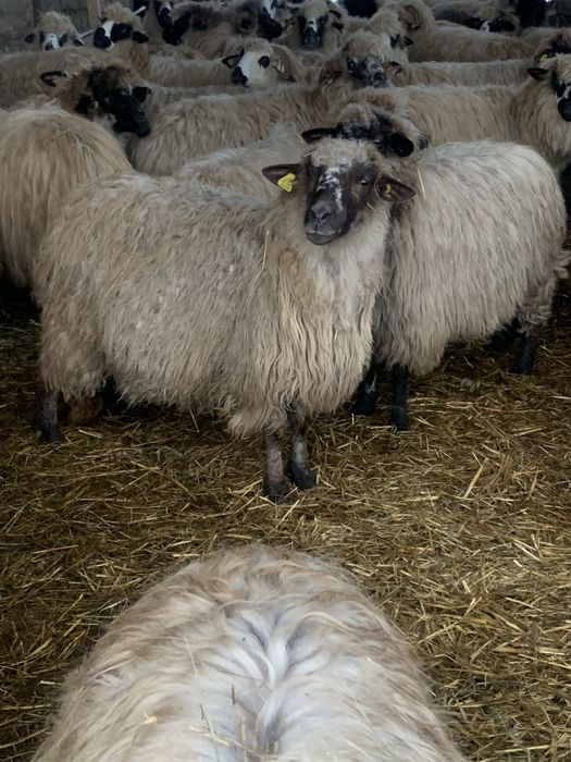 Oi țurcane de vânzare cu miei