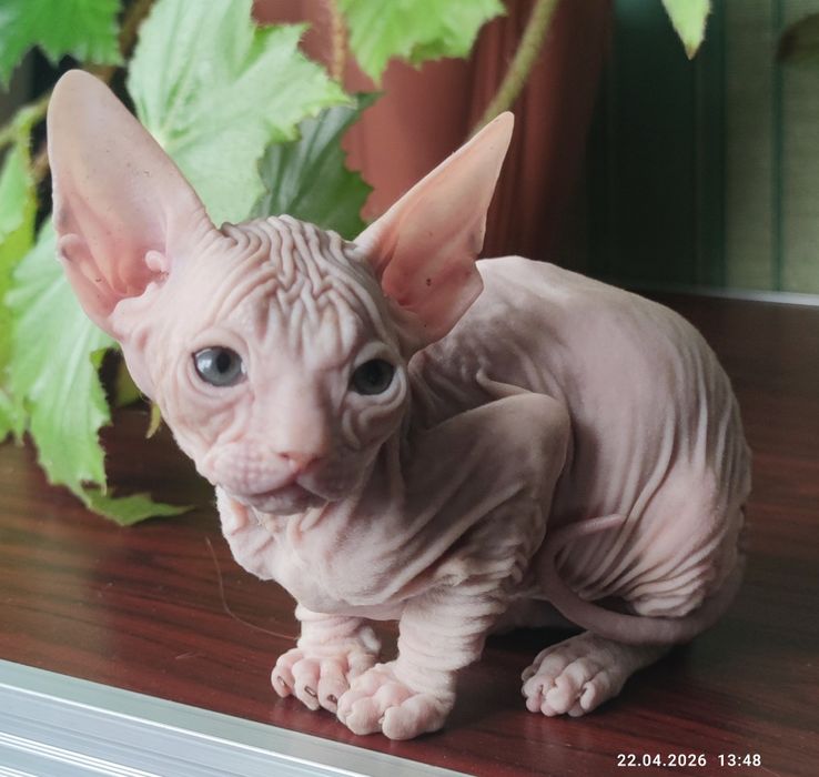 Котенок донской сфинкс