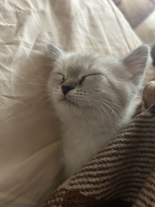 Отдам кошечку 2месяца