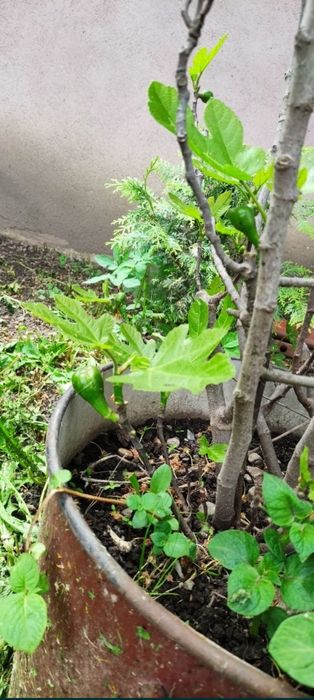 Smochini puieti aclimatizați frig