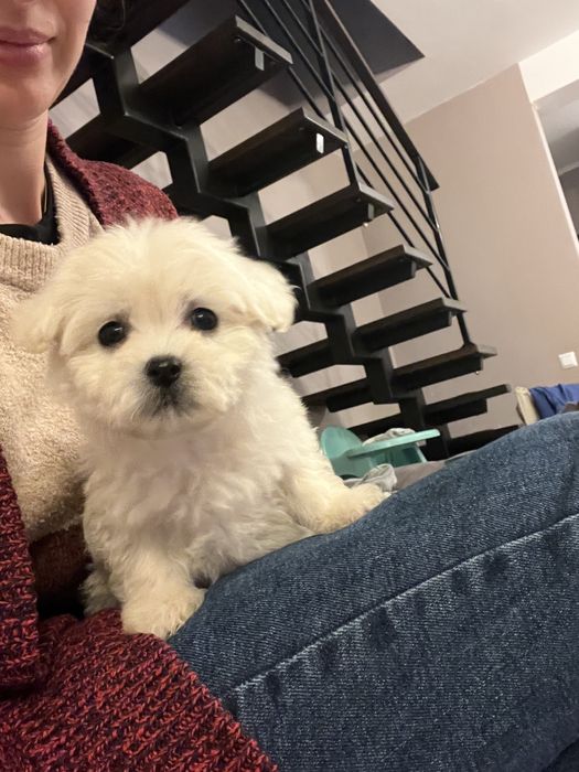 Baietel mini toy isi cauta casuta