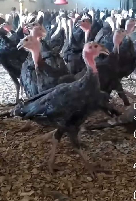 Curci/curcani livram la domiciliu