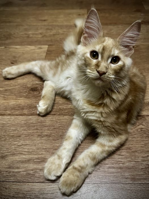 Продам котенка Мейн-кун Костанай