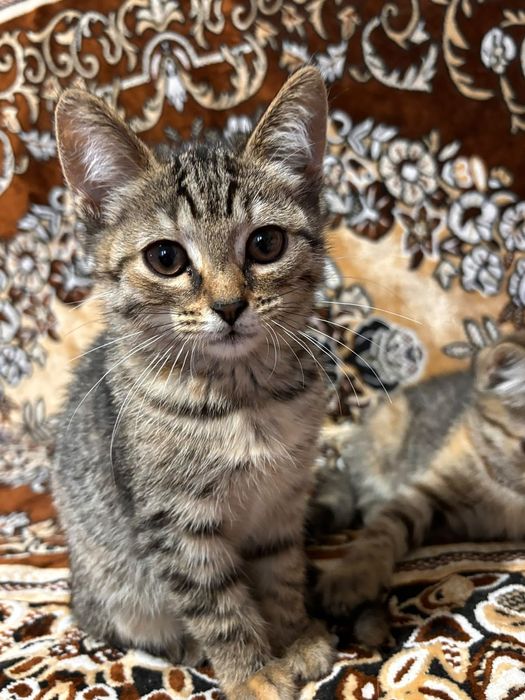 Отдам котят в добрые руки.