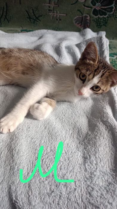 Котята  2 месяца в добрую семью