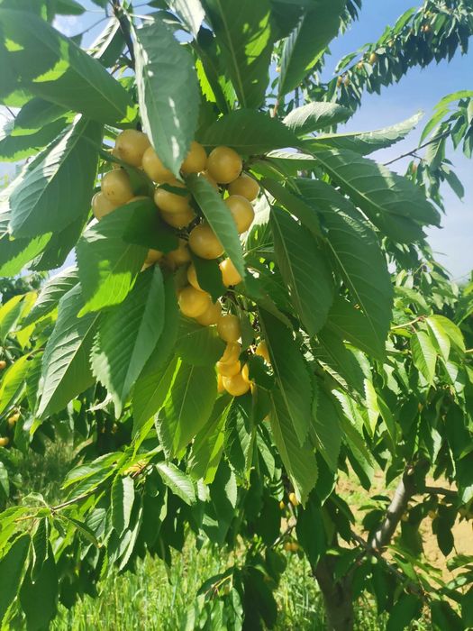 Овощна градина и техника за обработка