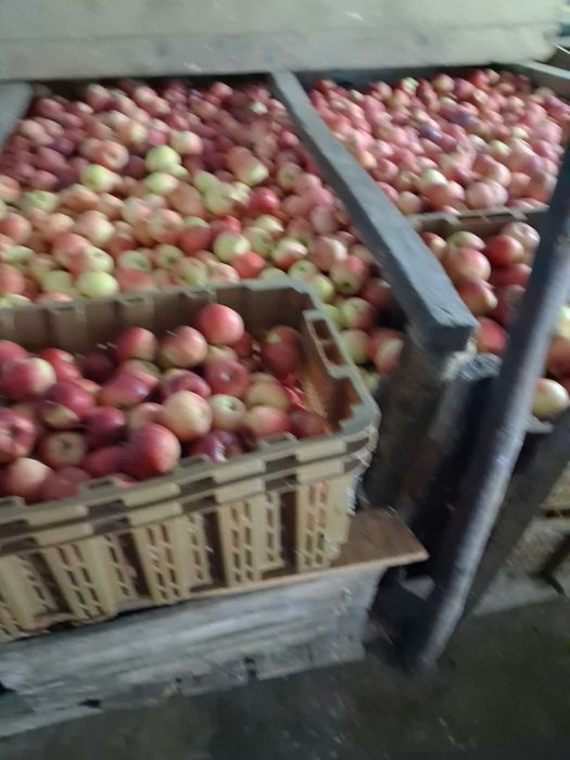 Vând mere bio , la prețul de 3lei /kg,Suc de mere  8 lei/ litru.