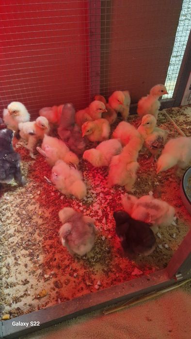 Pui brahma herminat deschis pe negru, negru,albastru !