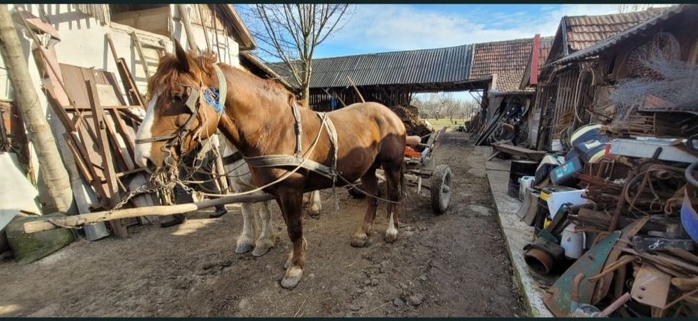 Vând Armăsar șarg