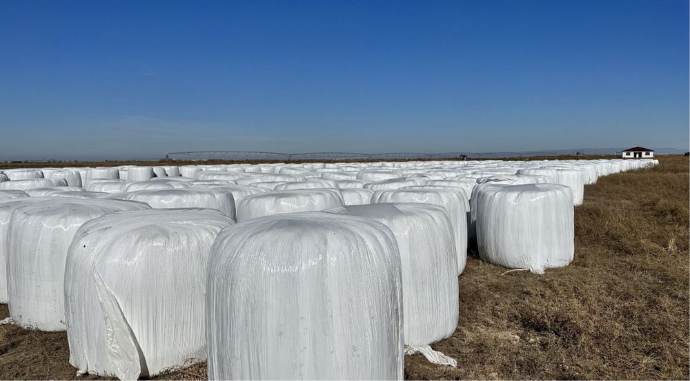 Сено и сенаж из люцерны