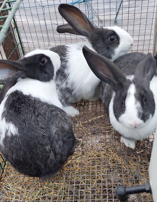 Iepuri hycole francez pui si adulți