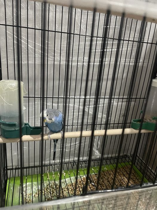Клетка для попугая