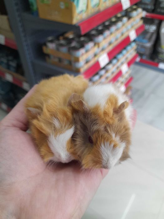 Морско свинче / свинчета късокосмести и дългокосмести на 1 месец