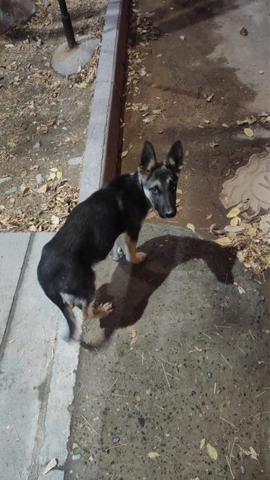 Собачки в добрые руки!