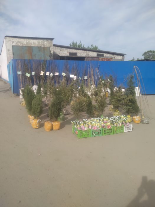 Плодовые деревья