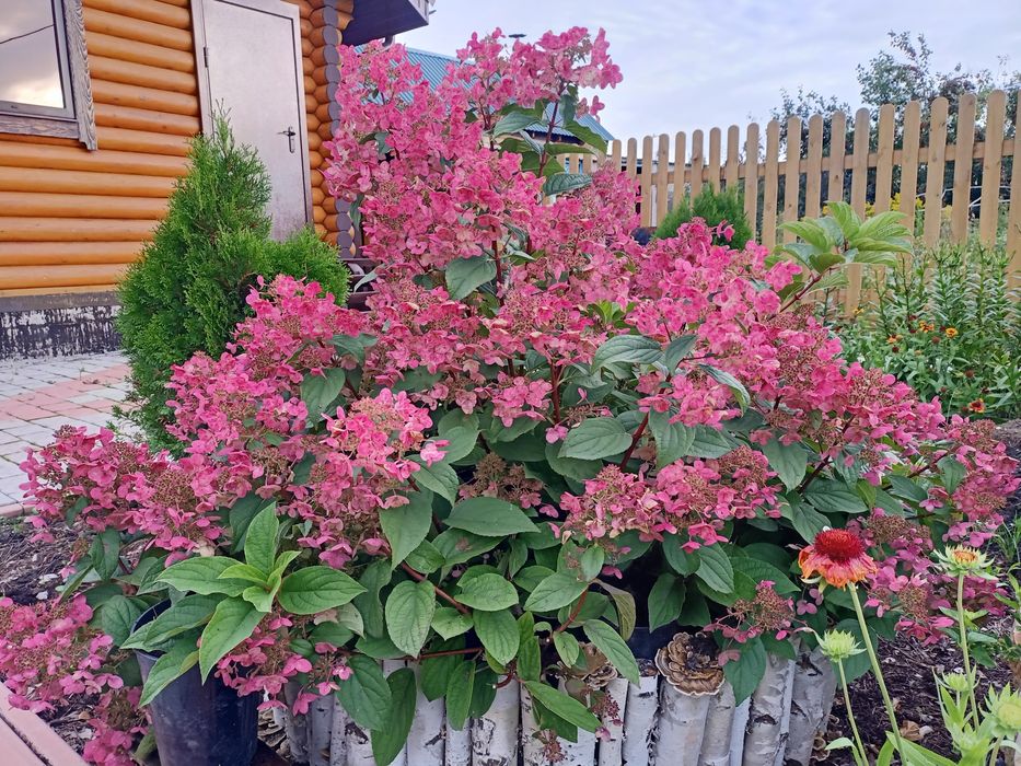 гортензия метельчатая Нуdrаngеа paniculata 7000