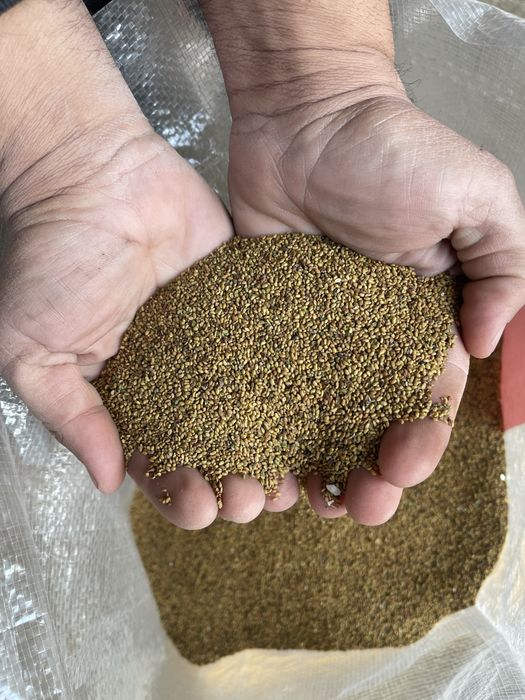 Samanta de lucerna usturoi pentru plantat si arpagic