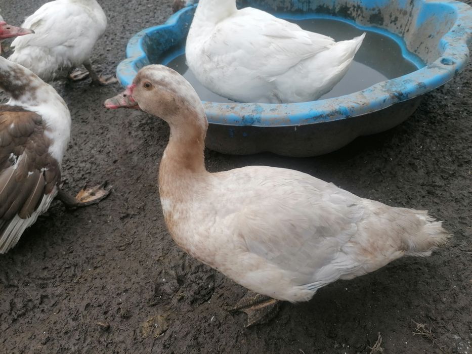 Rațe mute  de vânzare