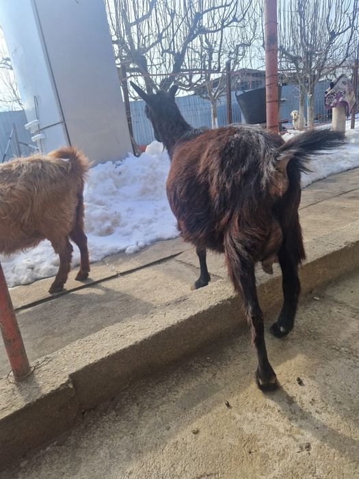 Capre gestante de lapte